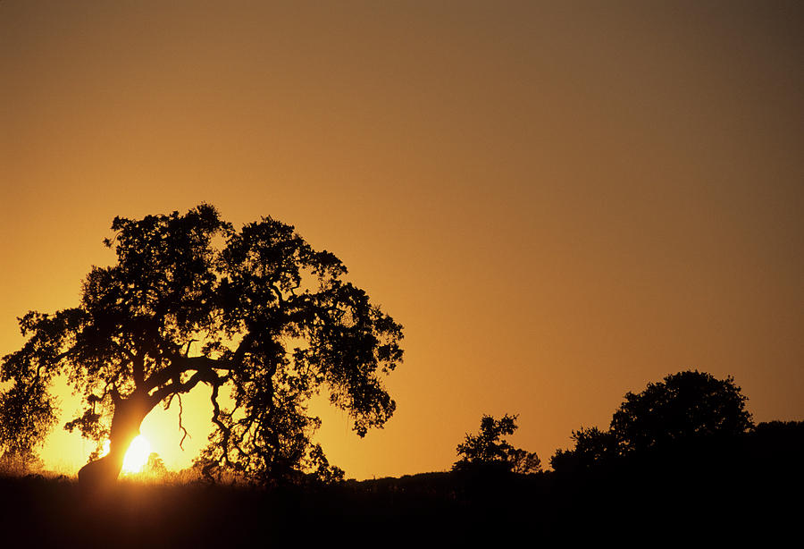 Nature Photograph - USA, California, Oak Tree, Sunset #2 by Gerry Reynolds