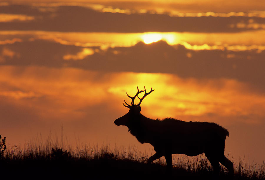 Point Reyes National Seashore Photograph - USA, California, Sunset, Tule Elk #2 by Gerry Reynolds