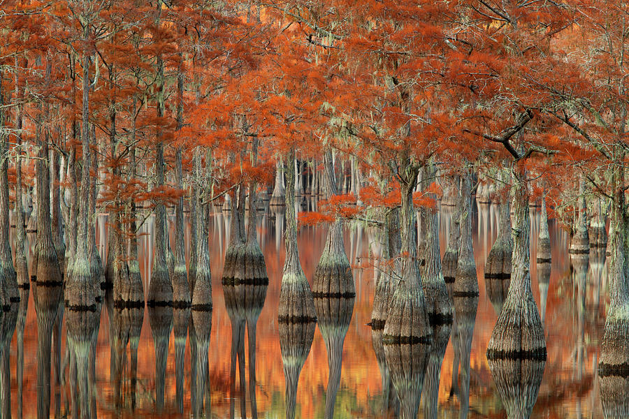 Tree Photograph - USA, Georgia, Fall Cypress Trees #2 by Joanne Wells