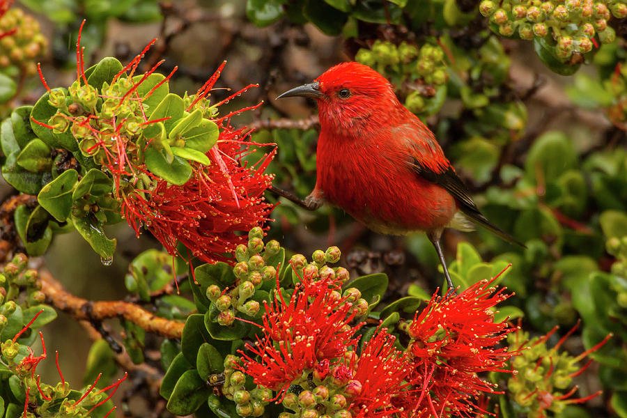 USA, Hawaii, Hakalau Forest National #2 Photograph by Jaynes Gallery USA, Hawaii, Hakalau Forest National #2 Photograph by Jaynes Gallery