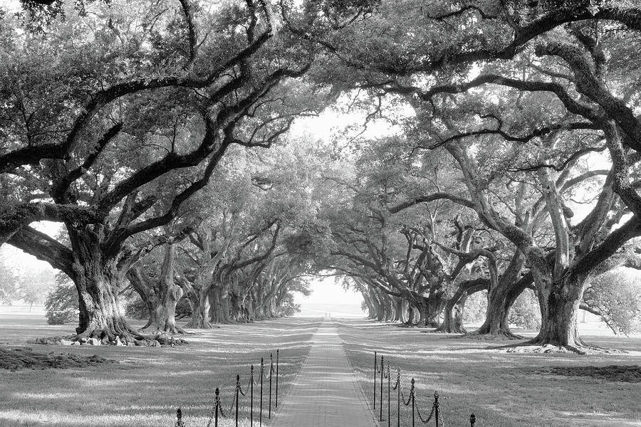 Usa, Louisiana, New Orleans, Brick Path #2 Photograph by Panoramic Images