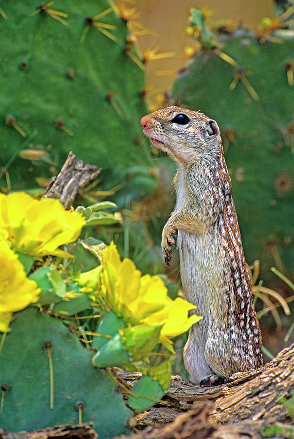 Usa Texas Rio Grande Valley Mcallen Photograph By Jaynes Gallery