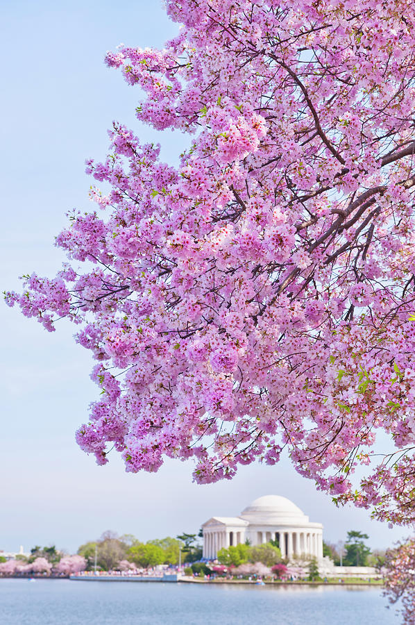 Usa, Washington Dc, Cherry Tree In Photograph by Tetra Images