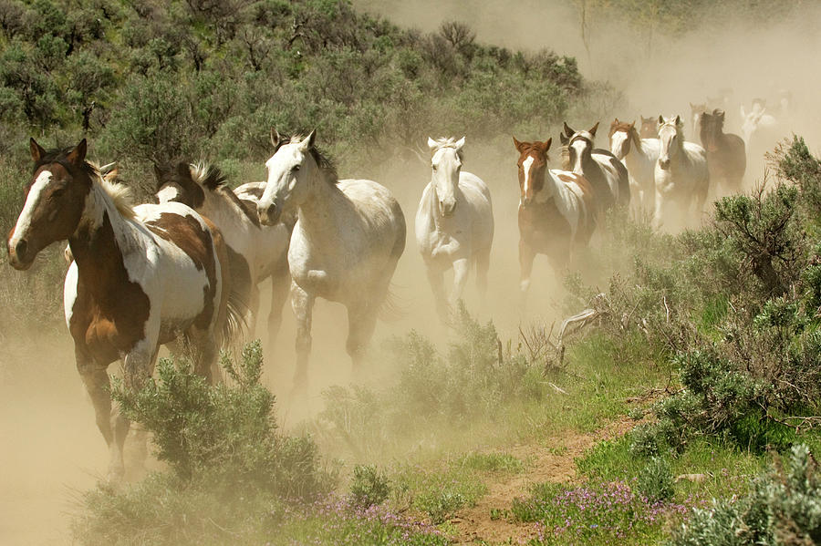 Animal Photograph - USA, Washington, Malaga, Running Horses #2 by Jaynes Gallery