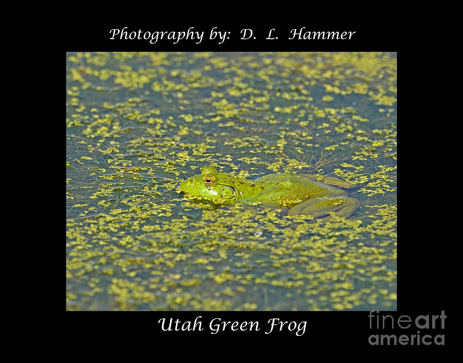 Utah Green Frog #2 Photograph by Dennis Hammer