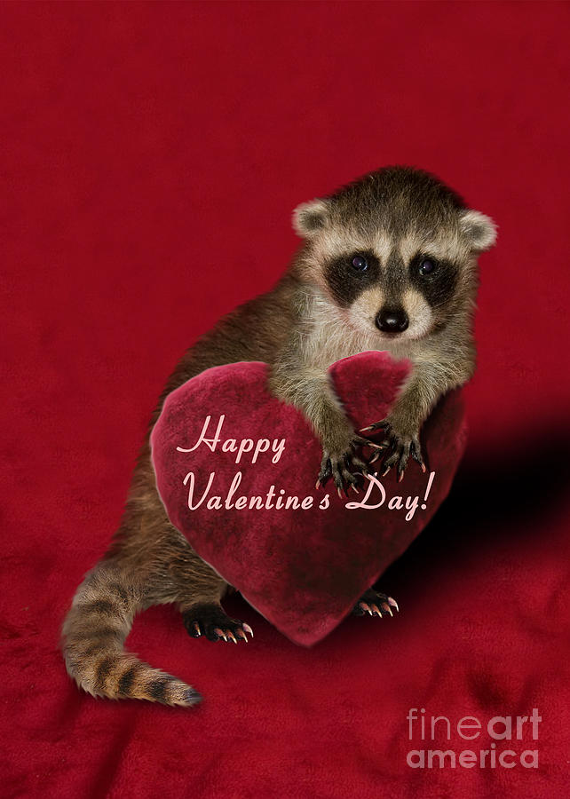 valentines day raccoon videos