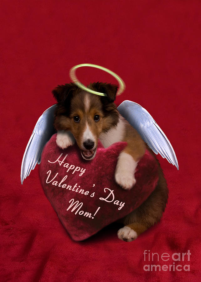 Candy Photograph - Valentines Day Sheltie Puppy #2 by Jeanette K