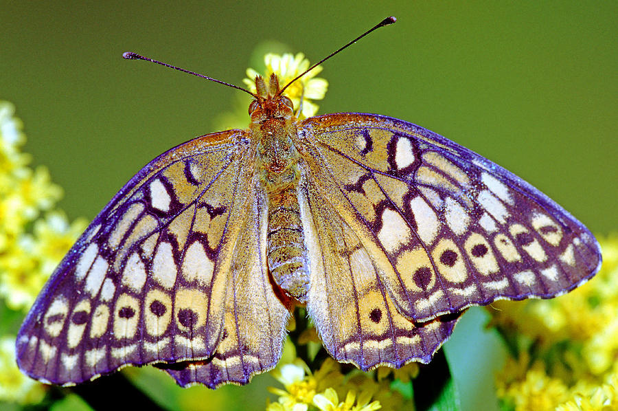 Variegated Fritillary Butterfly #2 Photograph by Millard H. Sharp