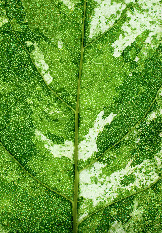 Nature Photograph - Variegated Leaf Of The Aurora Poplar #2 by Dr Jeremy Burgess/science Photo Library
