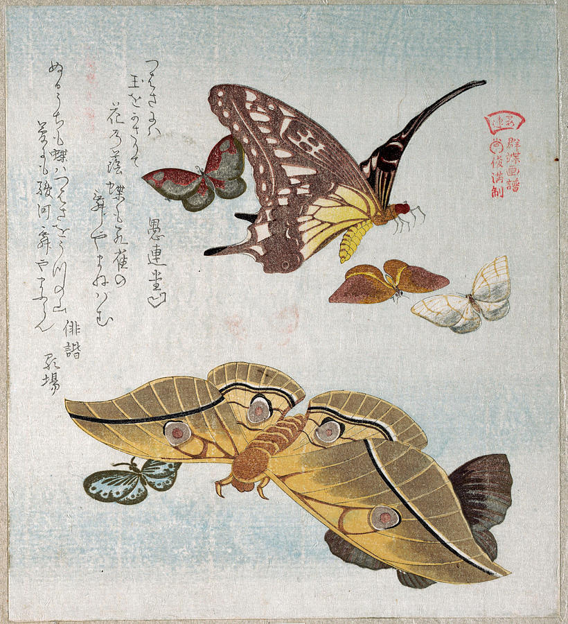 Various Moths and Butterflies #2 Drawing by Kubo Shunman