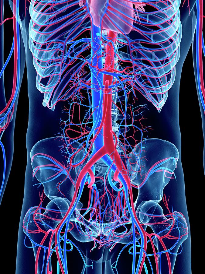 Vascular System Of Abdomen #2 Photograph by Sebastian Kaulitzki/science Photo Library
