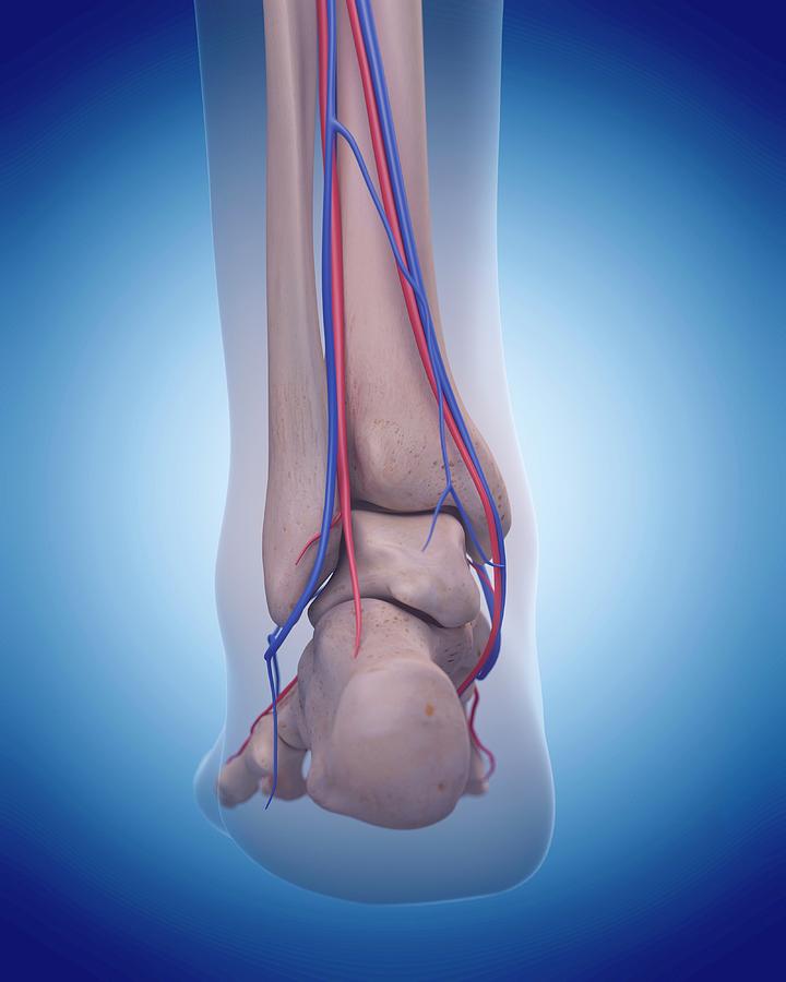 Vascular System Of Foot #2 Photograph by Sebastian Kaulitzki/science Photo Library