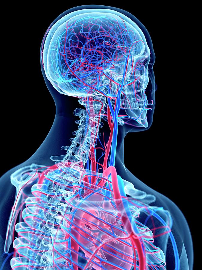 Vascular System Of Head And Neck #2 Photograph by Sebastian Kaulitzki/science Photo Library