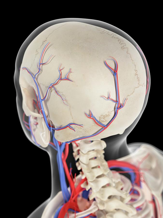 Vascular System Of Head #2 Photograph by Sebastian Kaulitzki/science Photo Library