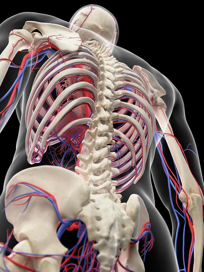 Vascular System Of Human Torso #2 Photograph by Sebastian Kaulitzki/science Photo Library