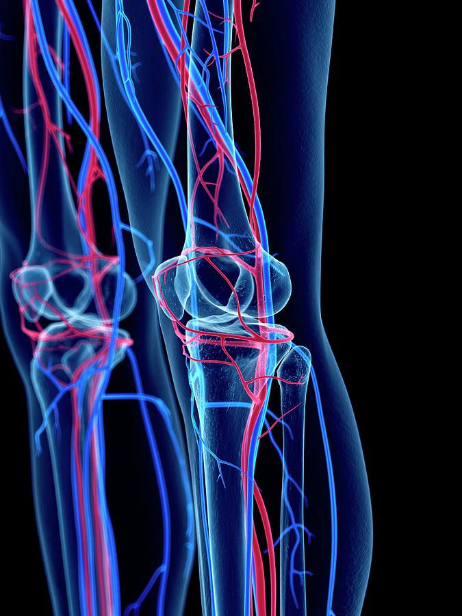Vascular System Of Knee #2 Photograph by Sebastian Kaulitzki/science Photo Library