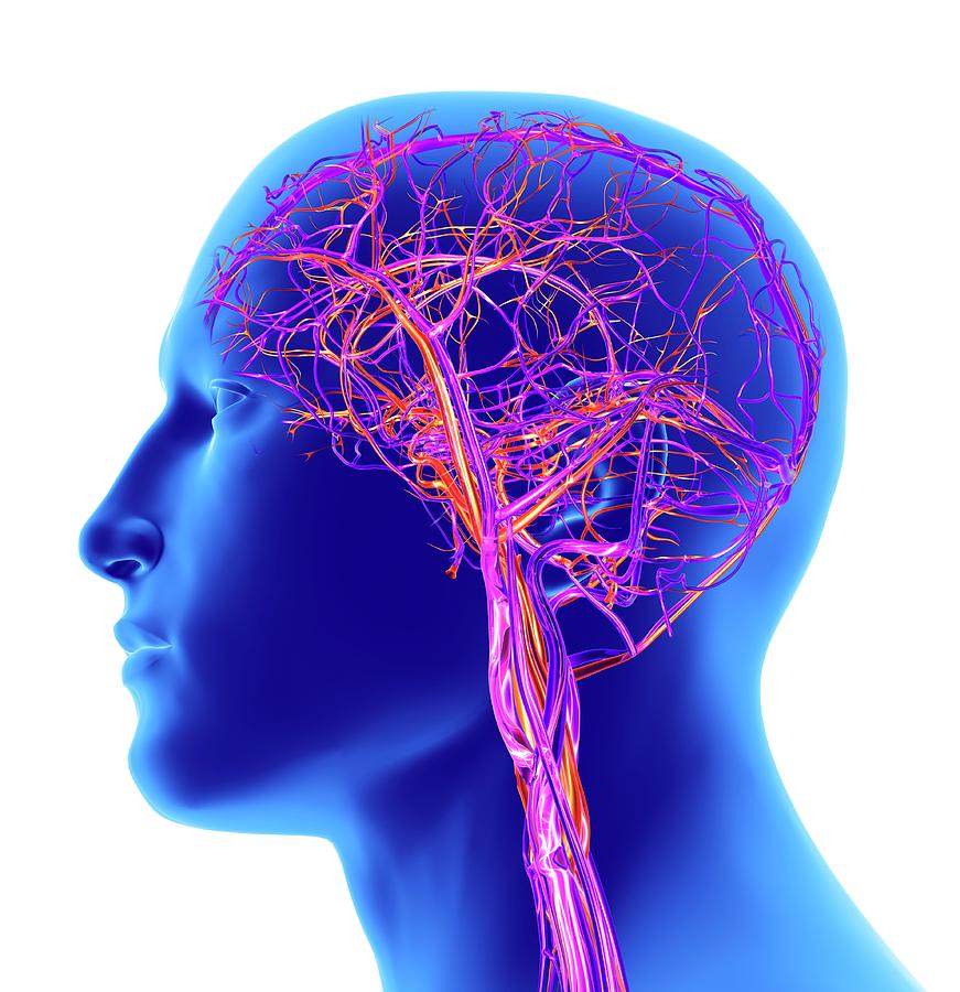 vascular structure of thebrain