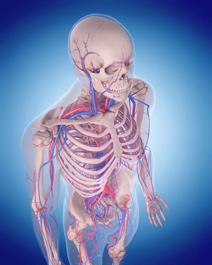 Vascular System #2 Photograph by Sebastian Kaulitzki/science Photo Library