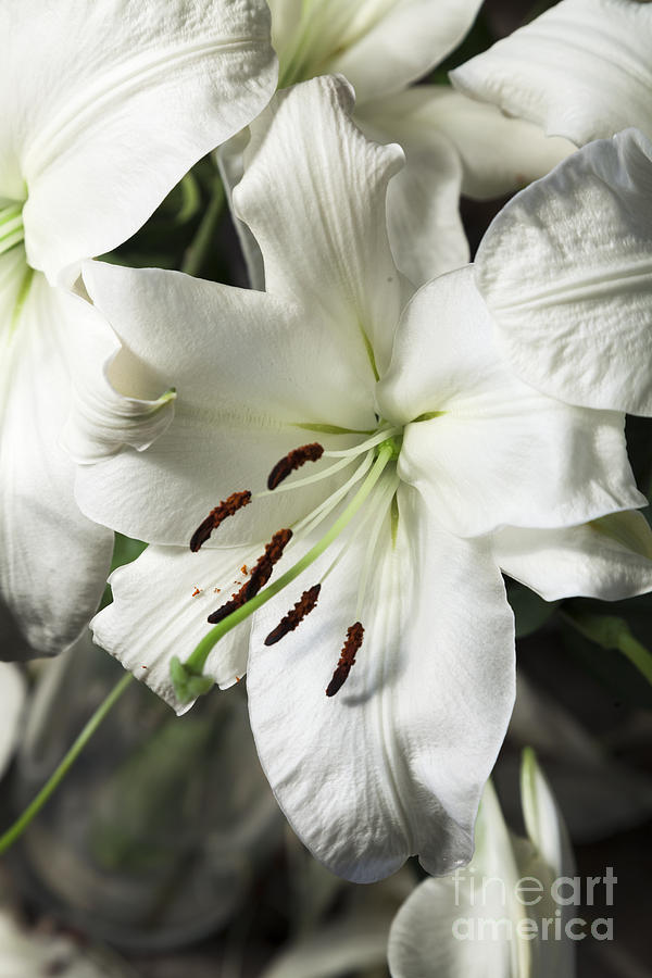 Vase white lilies with falling petals as they die #3 Photograph by Peter Noyce