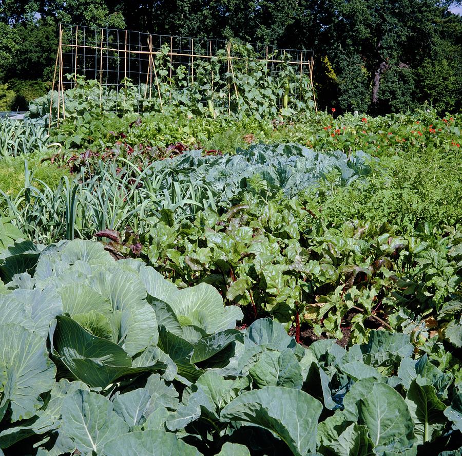 Vegetable Garden. #2 Photograph by Science Photo Library Vegetable Garden. #2 Photograph by Science Photo Library