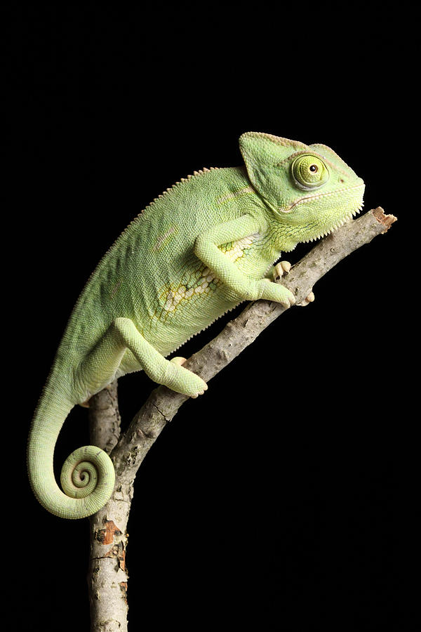 Veiled Chameleon On A Stick #2 Photograph by David Kenny