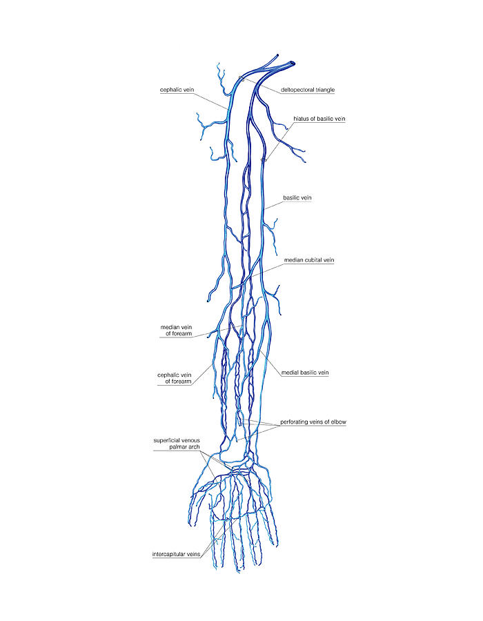 Venous System Of The Upper Limb Photograph By Asklepios Medical Atlas Fine Art America 8386