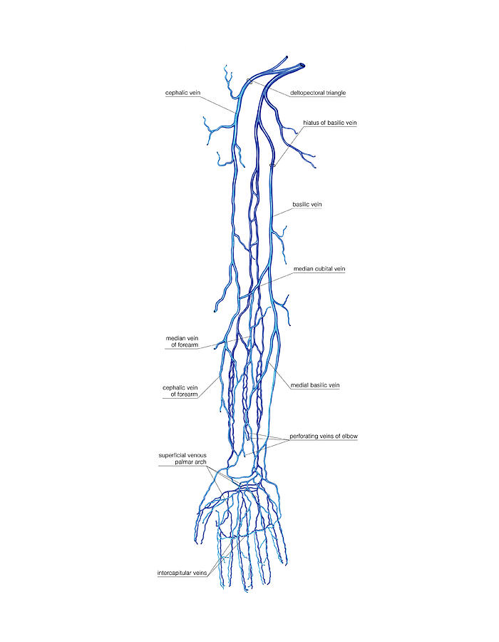 Venous System Of The Upper Limb Photograph By Asklepios Medical Atlas