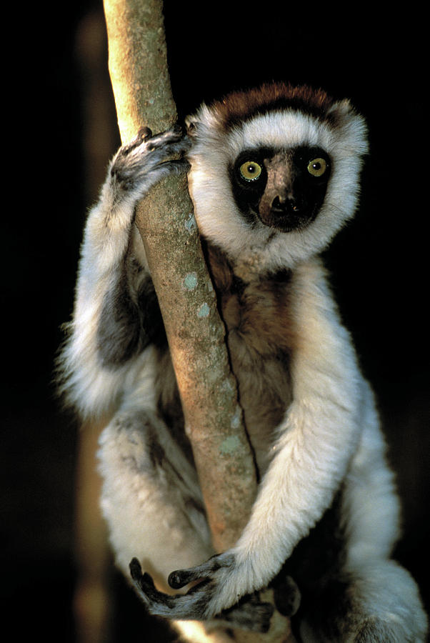 sifaka lemur webkinz