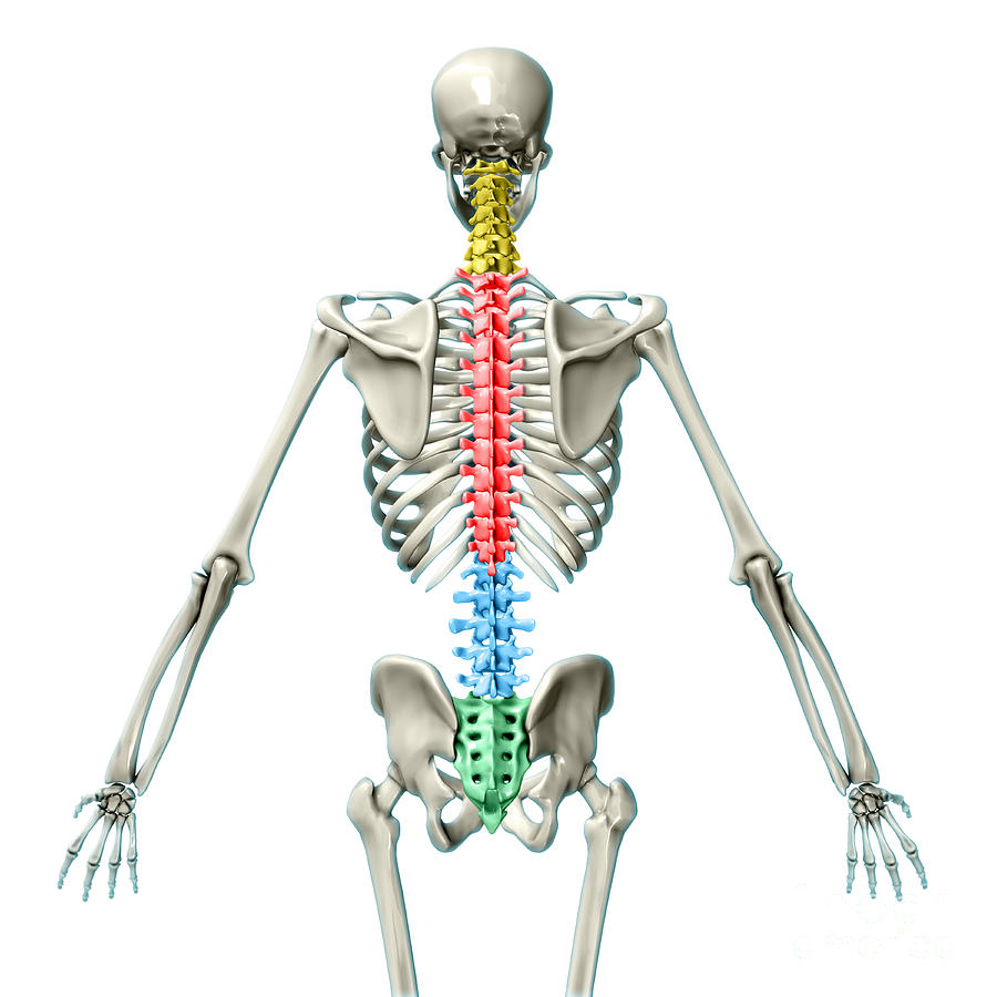 Vertebral Column, Illustration Photograph by Evan Oto - Fine Art America