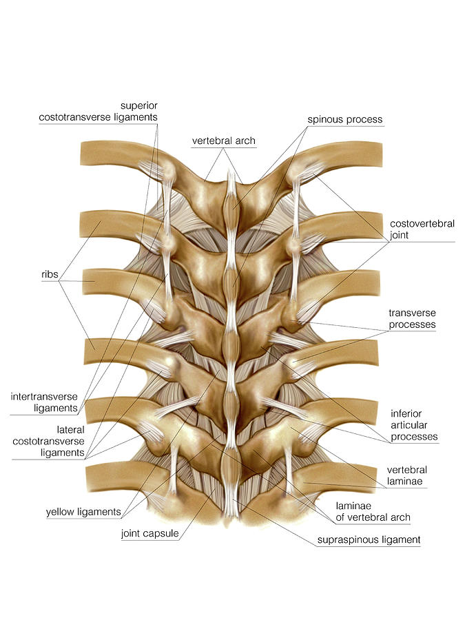Vertebral Joints Photograph By Asklepios Medical Atlas Pixels 3627