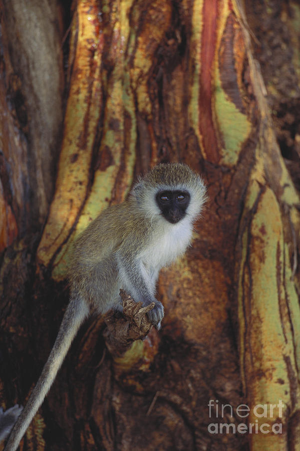 Vervet Monkey #2 Photograph by Art Wolfe