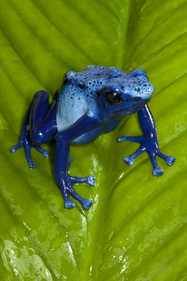 Very Tiny Blue Poison Dart Frog #2 Photograph by San Diego Zoo