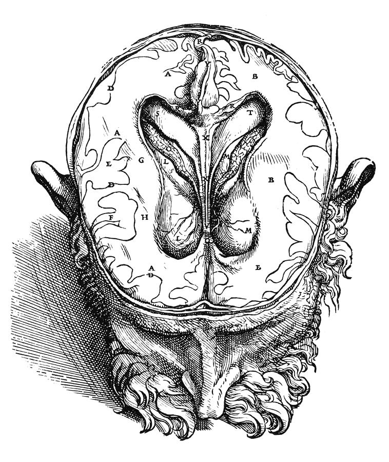 Vesalius: Brain, 1543 #2 Photograph by Granger