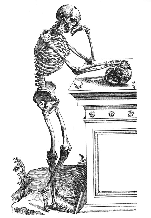 Skeleton, 1543 Drawing by Andreas Vesalius