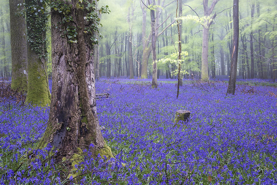 Flower Photograph - Vibrant bluebell carpet Spring forest foggy landscape #2 by Matthew Gibson