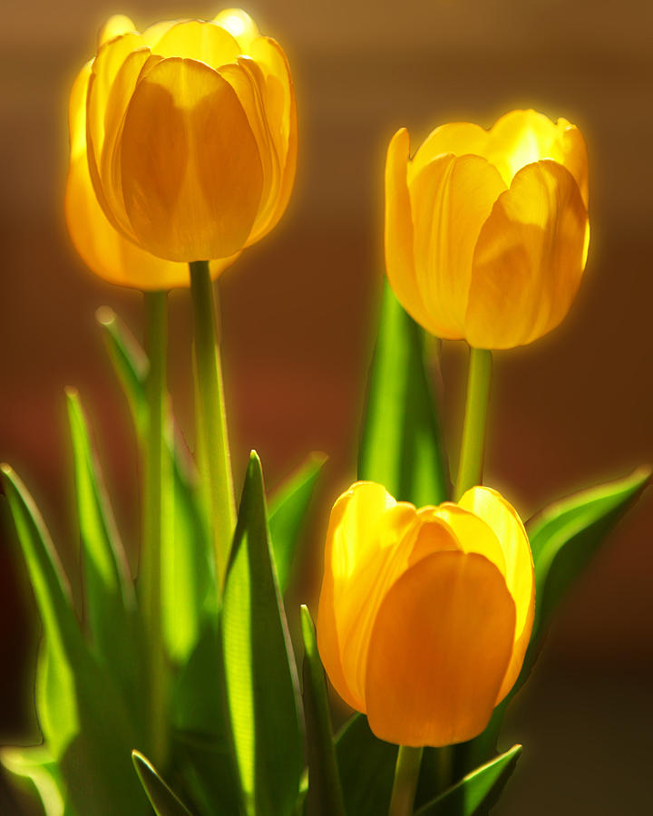 Vibrant Tulips #2 Photograph by Sheila Kay McIntyre