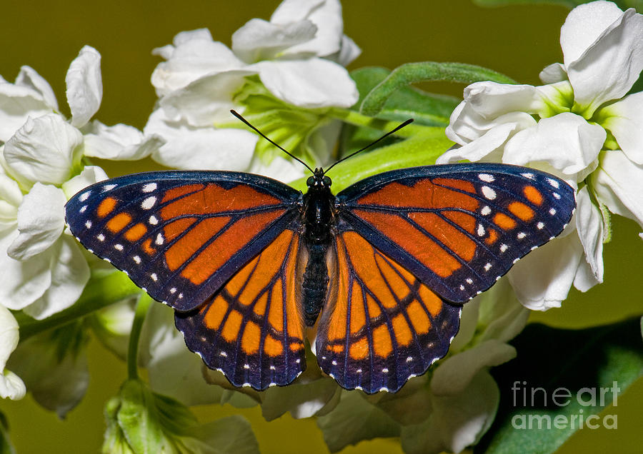 Viceroy Butterfly #2 Photograph by Millard H. Sharp