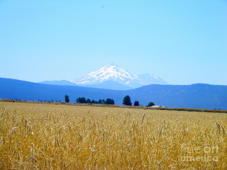 View Of Mount Shasta From Oregon Photograph