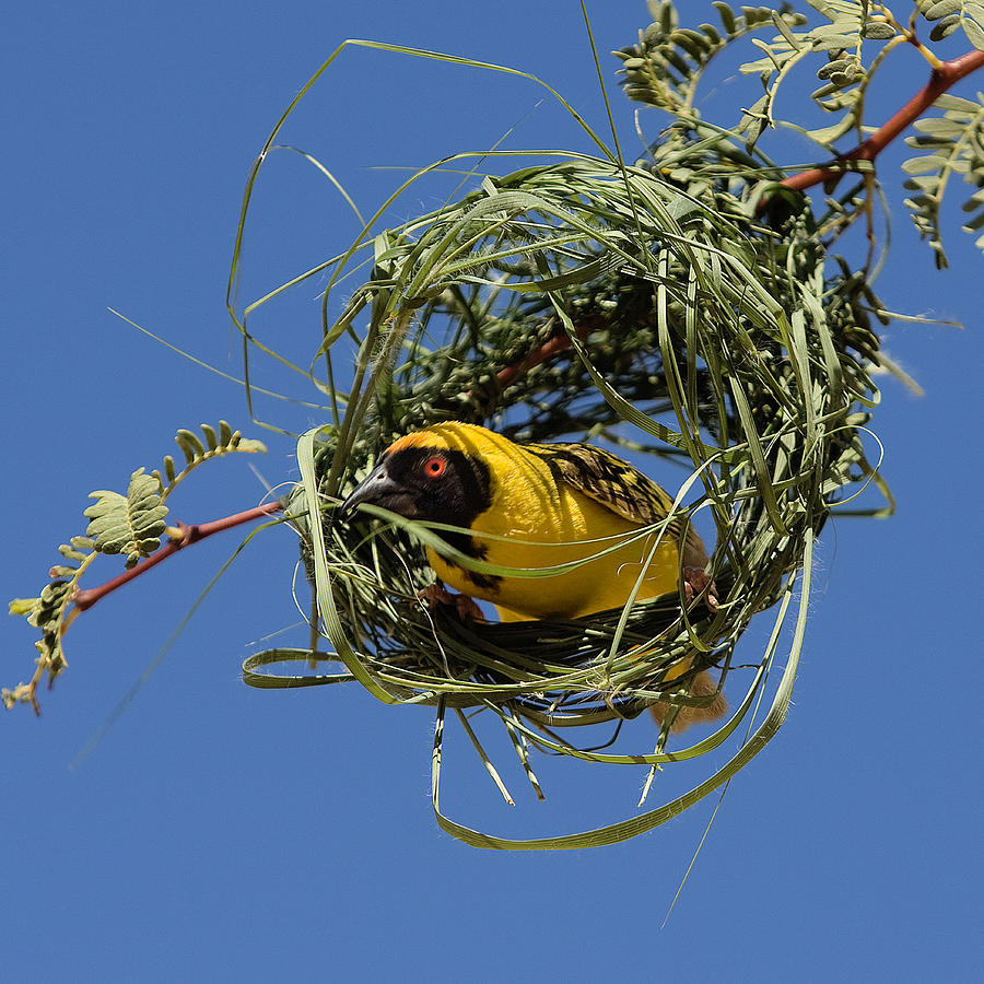 Village Weaver At Nest #2 Photograph by Jean-Michel Labat - Fine Art ...