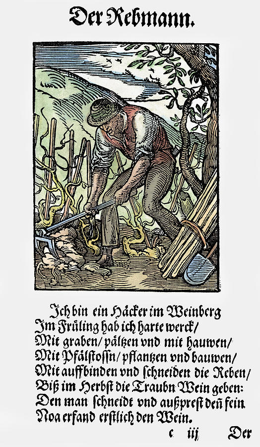 Vinegrower, 1568 #2 Painting by Granger