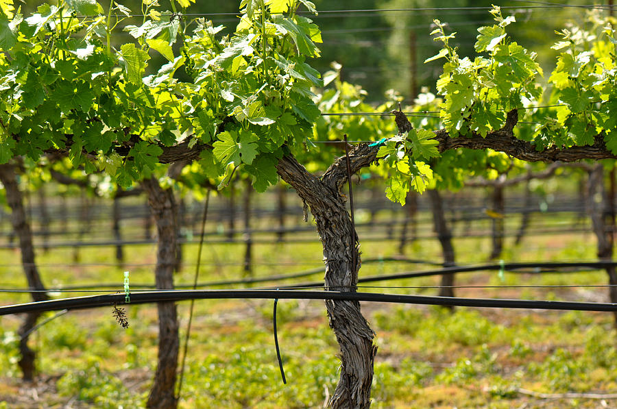 Vineyard in Spring #2 Photograph by Brandon Bourdages