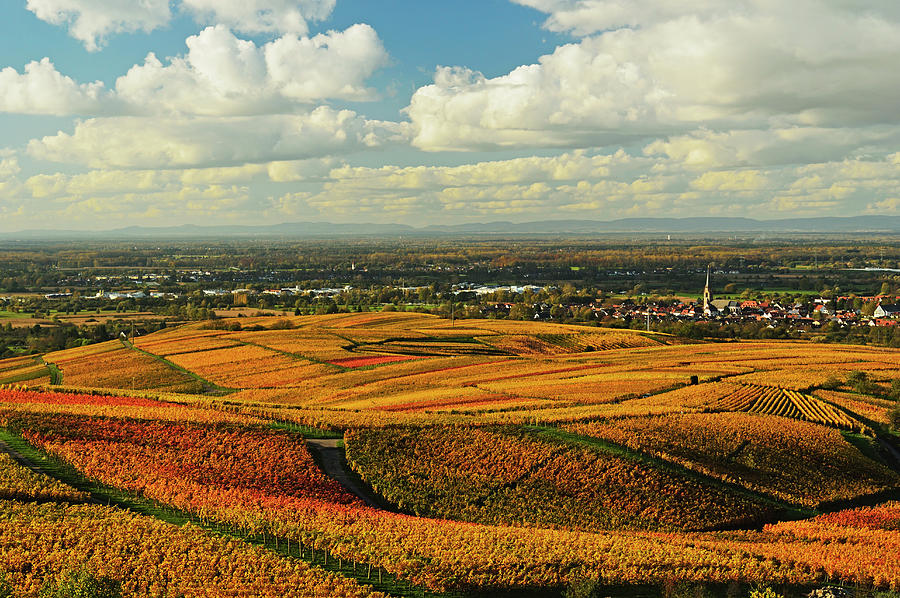 Vineyard Landscape #2 Photograph by Jochen Schlenker