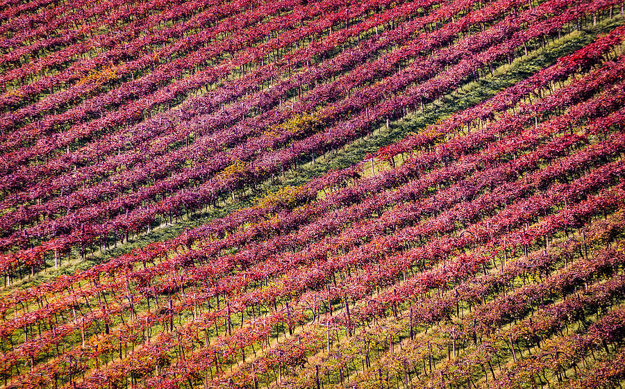 Vineyard #2 Photograph by Stefano Termanini