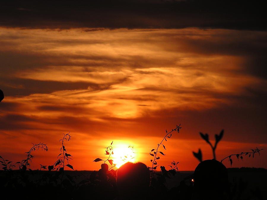 Vineyard Sunset Photograph by Jewels Hamrick