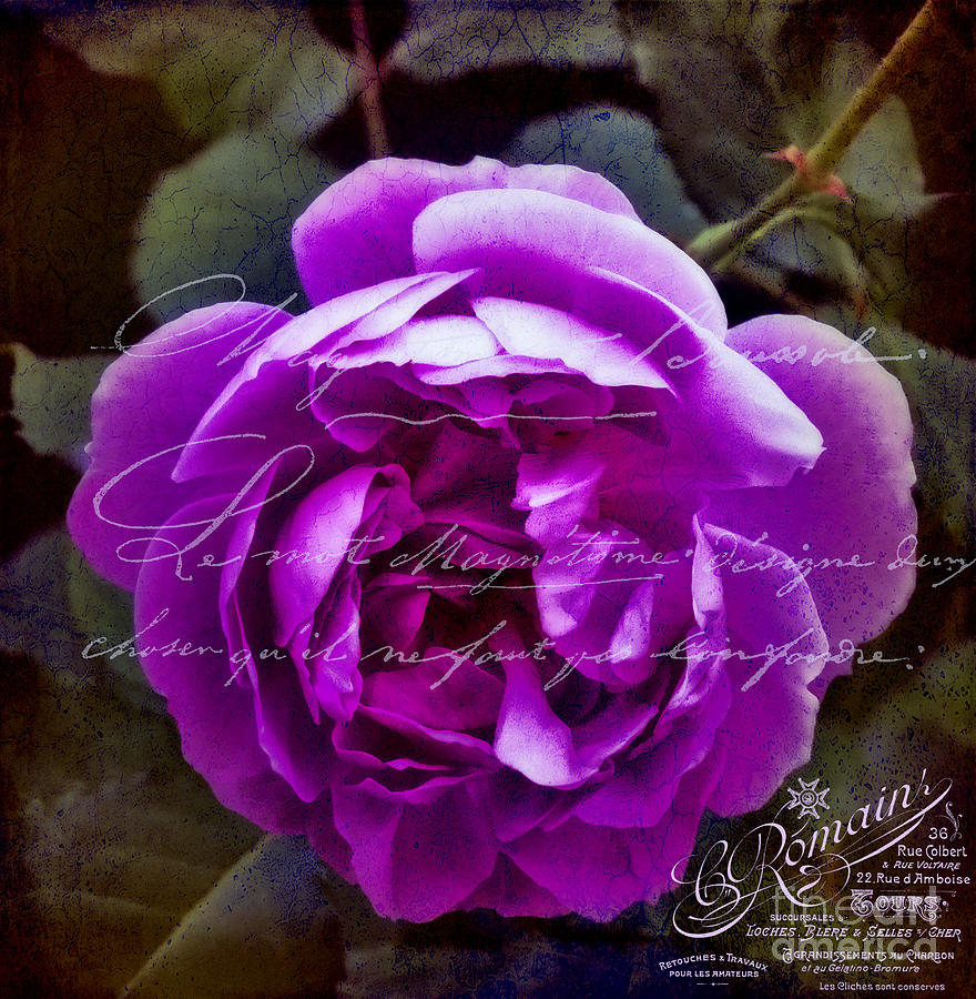 Vintage Pink Rose #3 Photograph by Karen Lewis