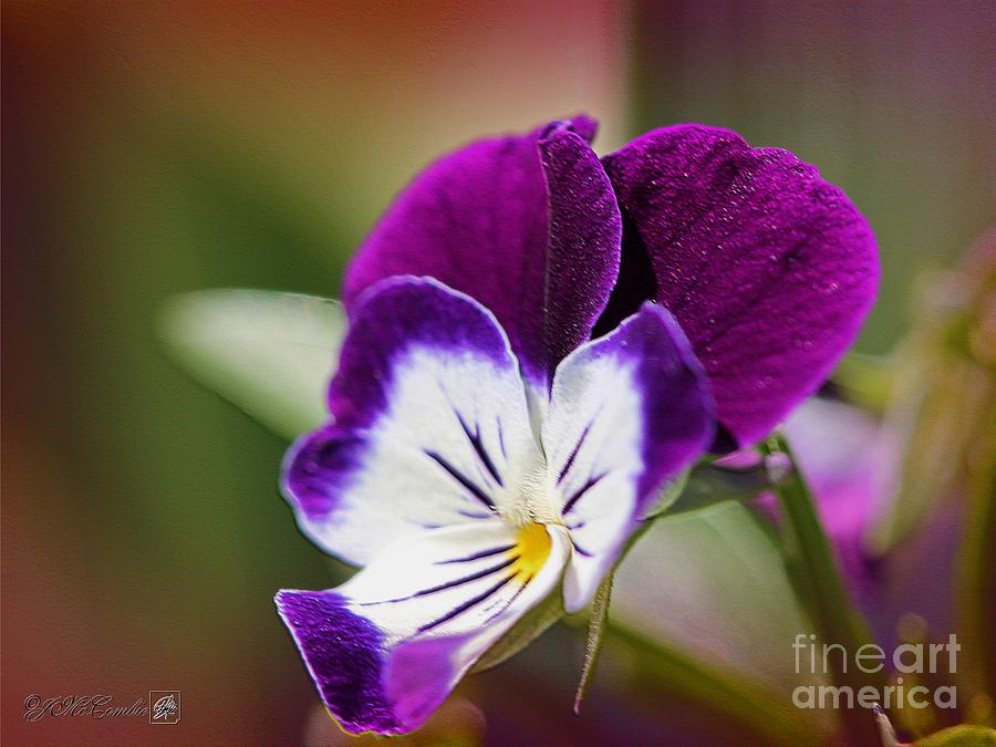 Flower Photograph - Viola named Sorbet Blackberry Cream #1 by J McCombie