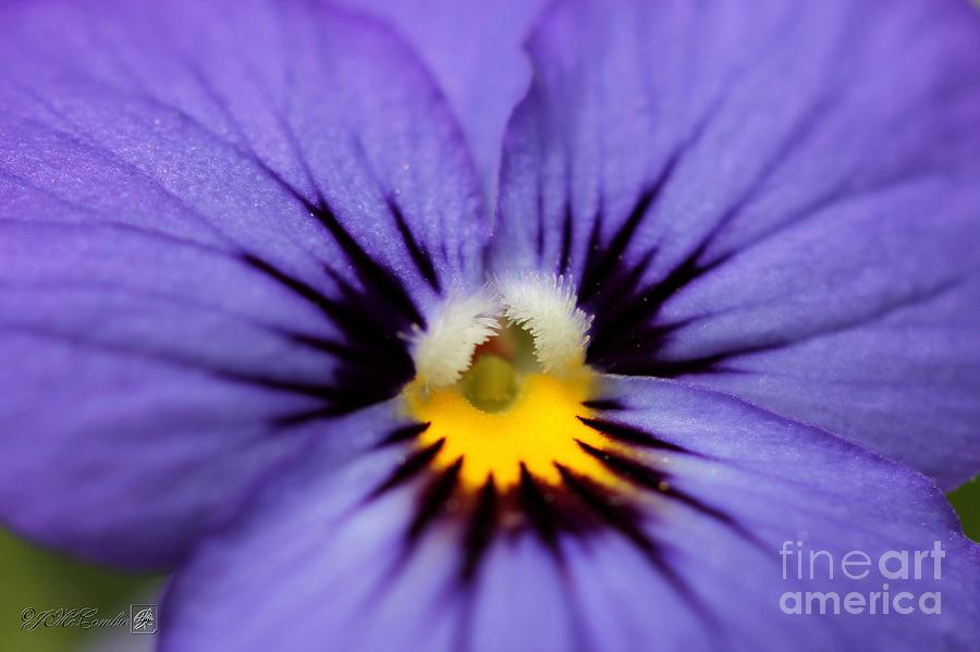 Flower Photograph - Viola named Sorbet Blue Heaven Jump-Up #2 by J McCombie