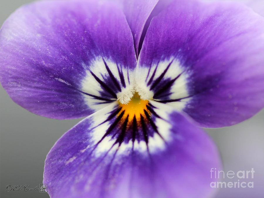 Flower Photograph - Viola named Sorbet Marina Baby Face #2 by J McCombie