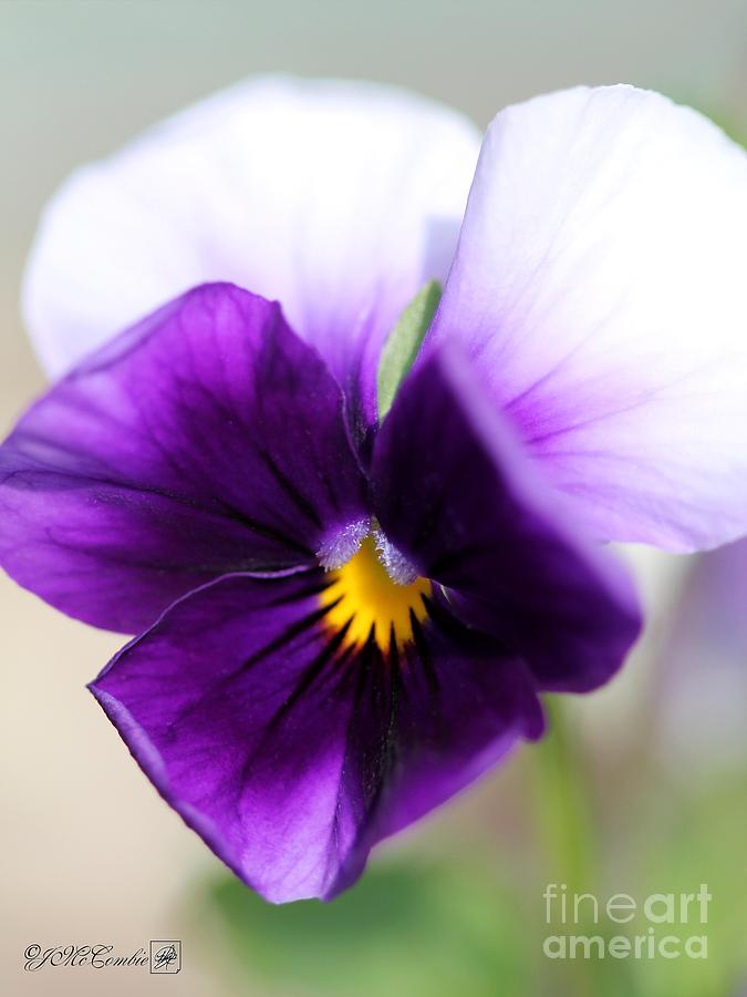 Viola named Sorbet Violet Beacon #1 Photograph by J McCombie