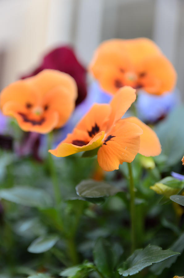 Flower Photograph - Viola Tricolor Heartsease #2 by Michael Goyberg